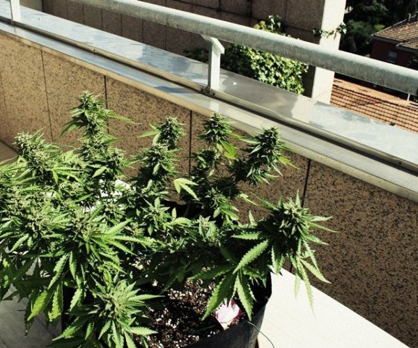 10 Fundamental Steps To Help You Grow your Cannabis