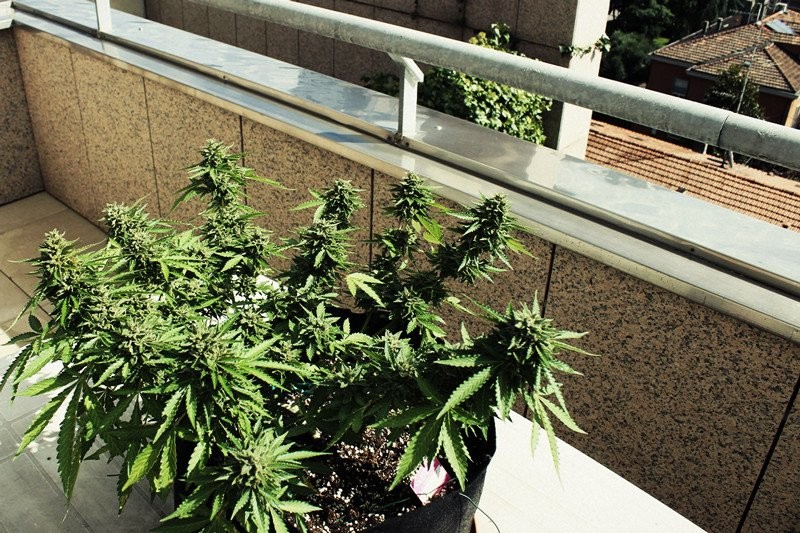 10 Fundamental Steps To Help You Grow your Cannabis