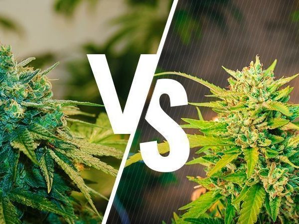 Indoor vs. Outdoor Growing: Which One Should You Opt For?