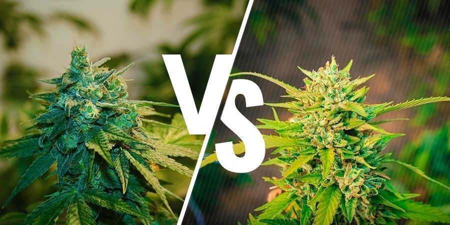 Indoor vs. Outdoor Growing: Which One Should You Opt For?