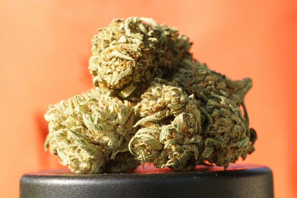 CBD Flowers: A Revolutionary Treatment for a Variety of Conditions