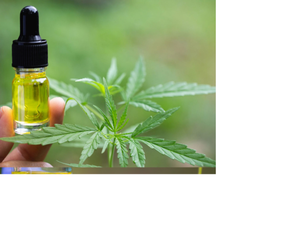 More Information About CBD Oil 
