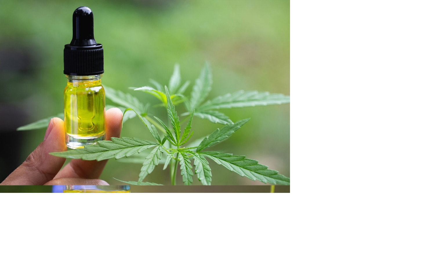 More Information About CBD Oil 