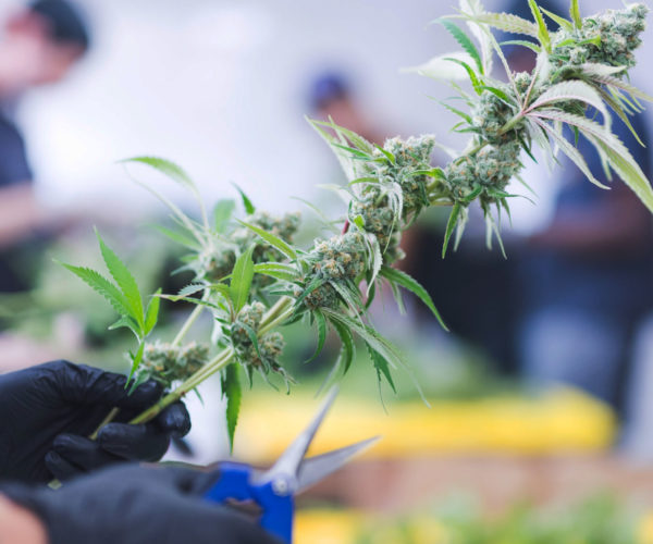 How to Trim Marijuana Plants