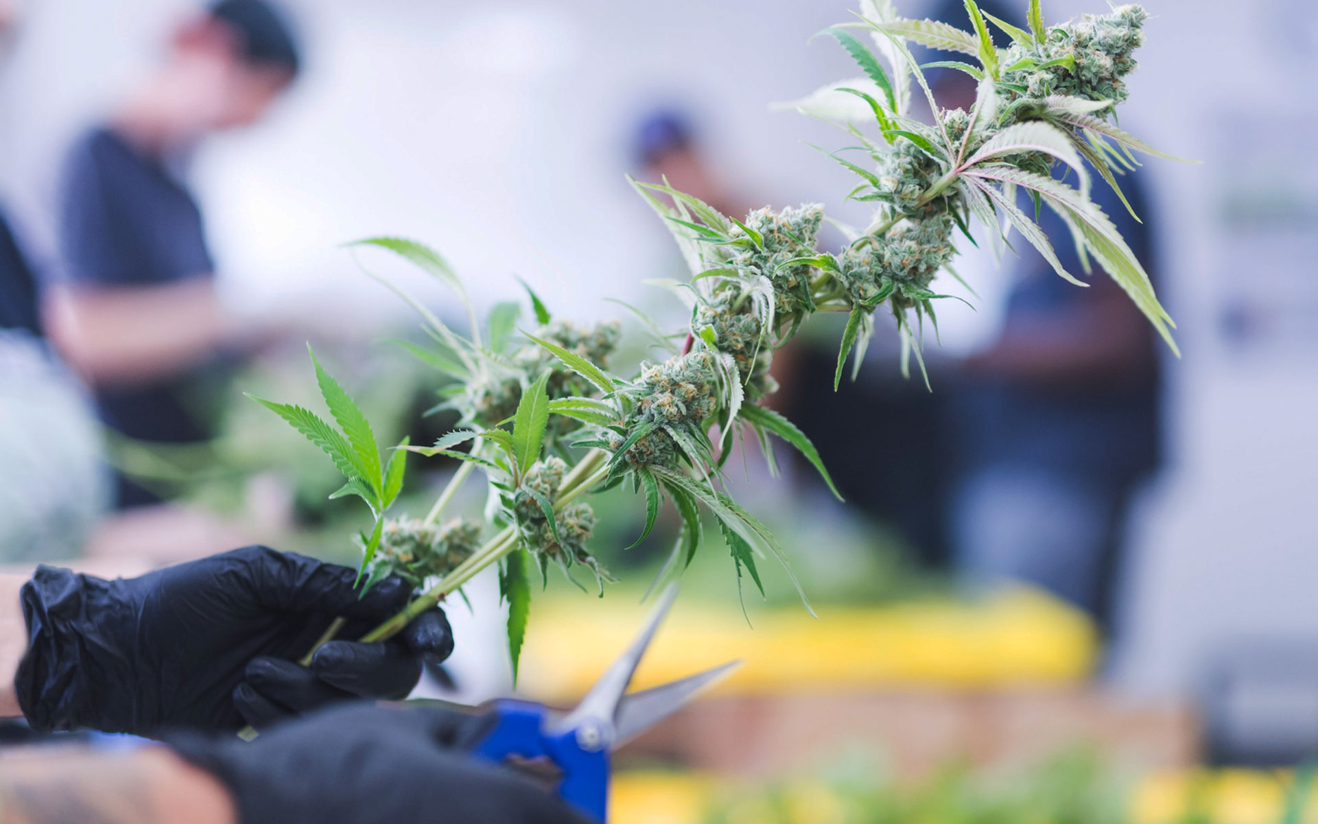 How to Trim Marijuana Plants