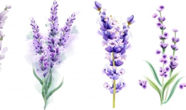 Lavender for Skin