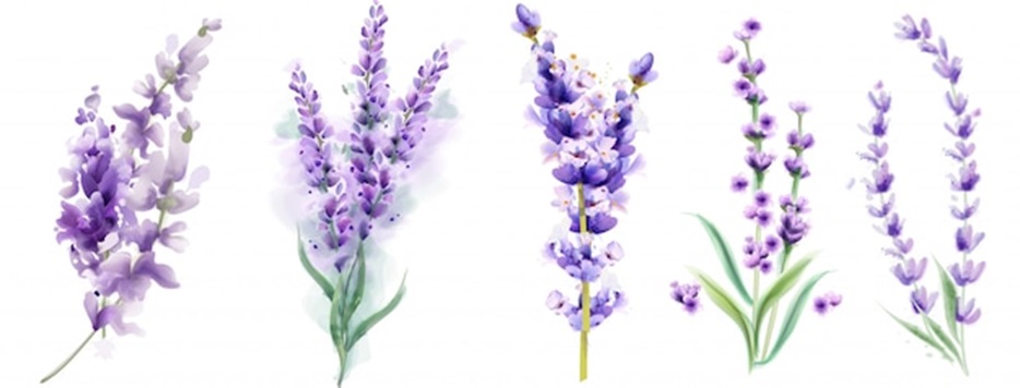 Lavender for Skin