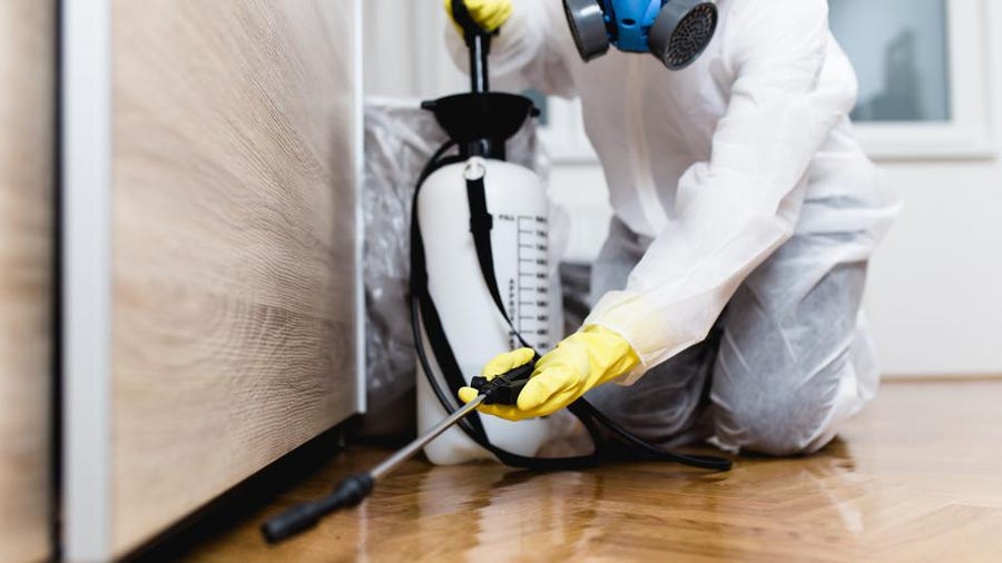 The Most Effective Way to Get Rid of Ants in Your House.