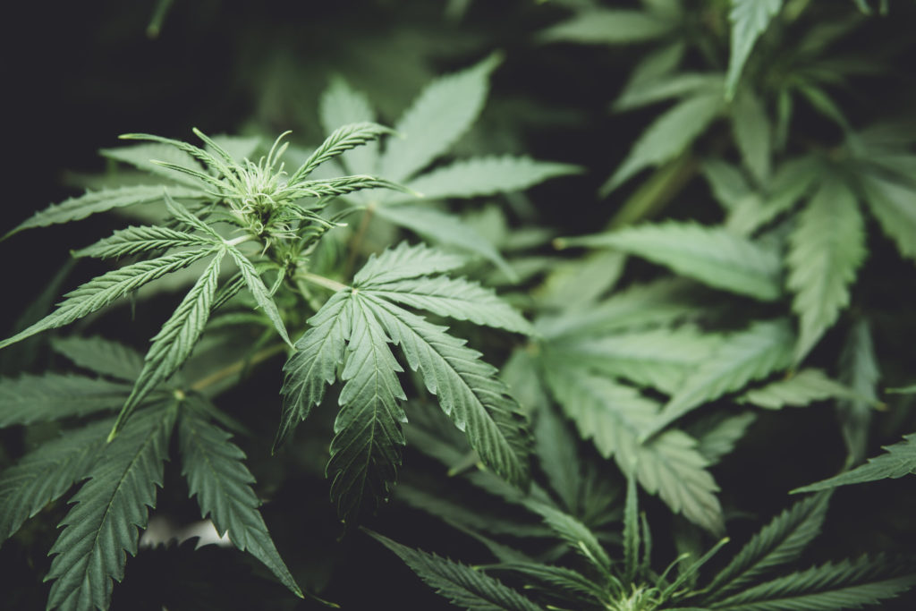 Why are consumers turning to delta 8 THC for stress relief?