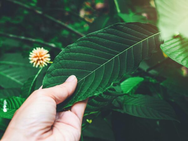 Things to know before combining kratom with other drugs
