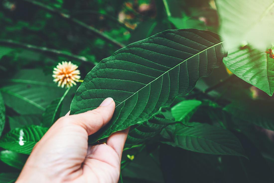 Things to know before combining kratom with other drugs