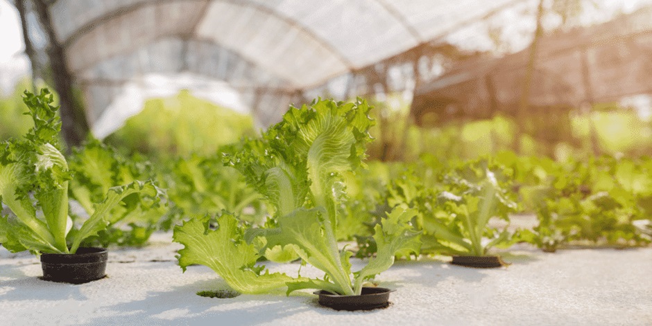 The Health & Nutrition of Hydroponic Foods